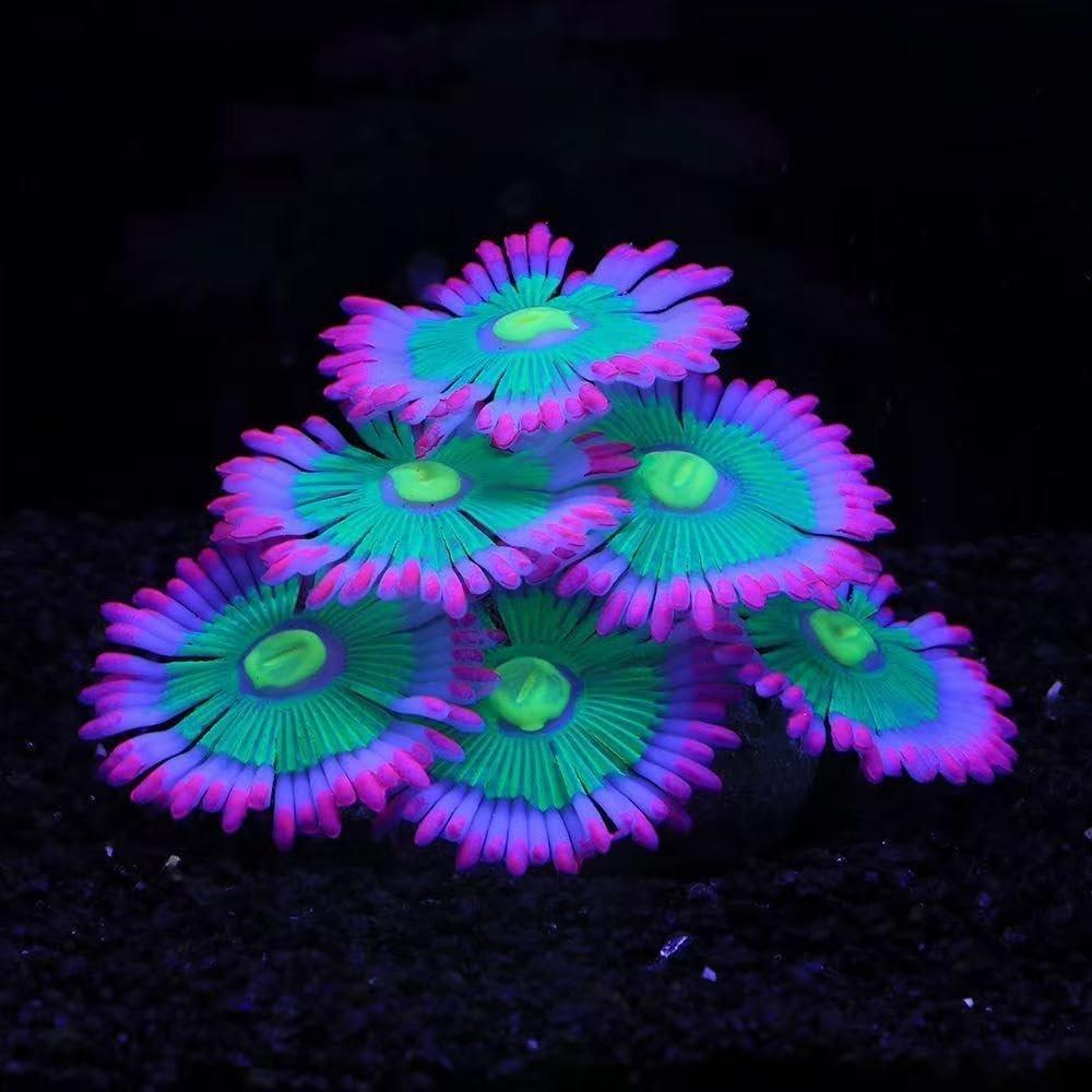 ZtohPyo Glow Fish Tank Decorations, Soft Silicone Coral for Small Aquariums | Soft, fin-friendly neon pink and green silicone coral glows under blue or purple light; its 5.5 oz weighted base stays put.