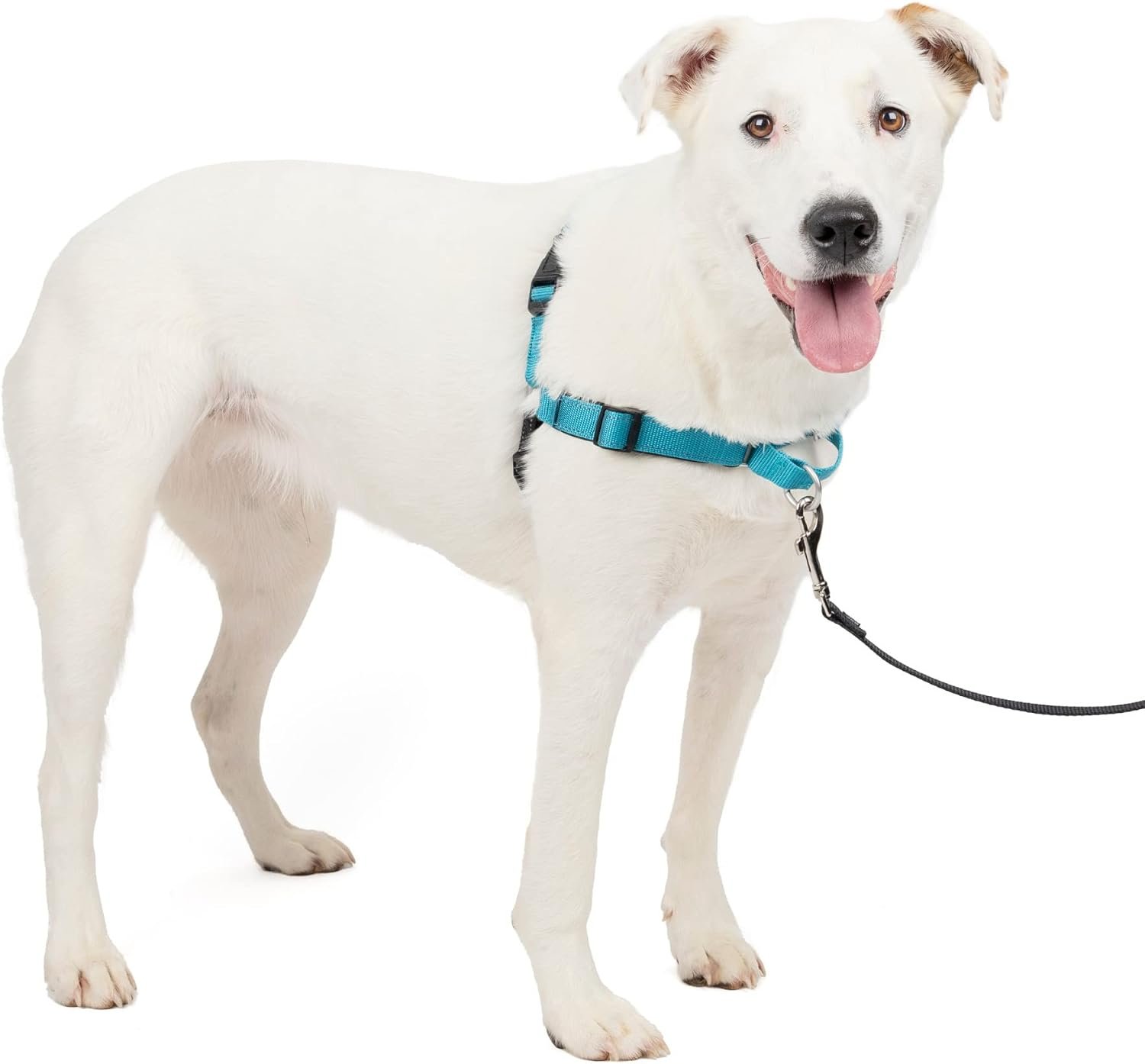 PetSafe Easy Walk Deluxe Dog Harness, No Pull Dog Harness – Perfect for Leash & Harness Training – Stops Pets from Pulling and Choking on Walks – Medium/Large, Ocean