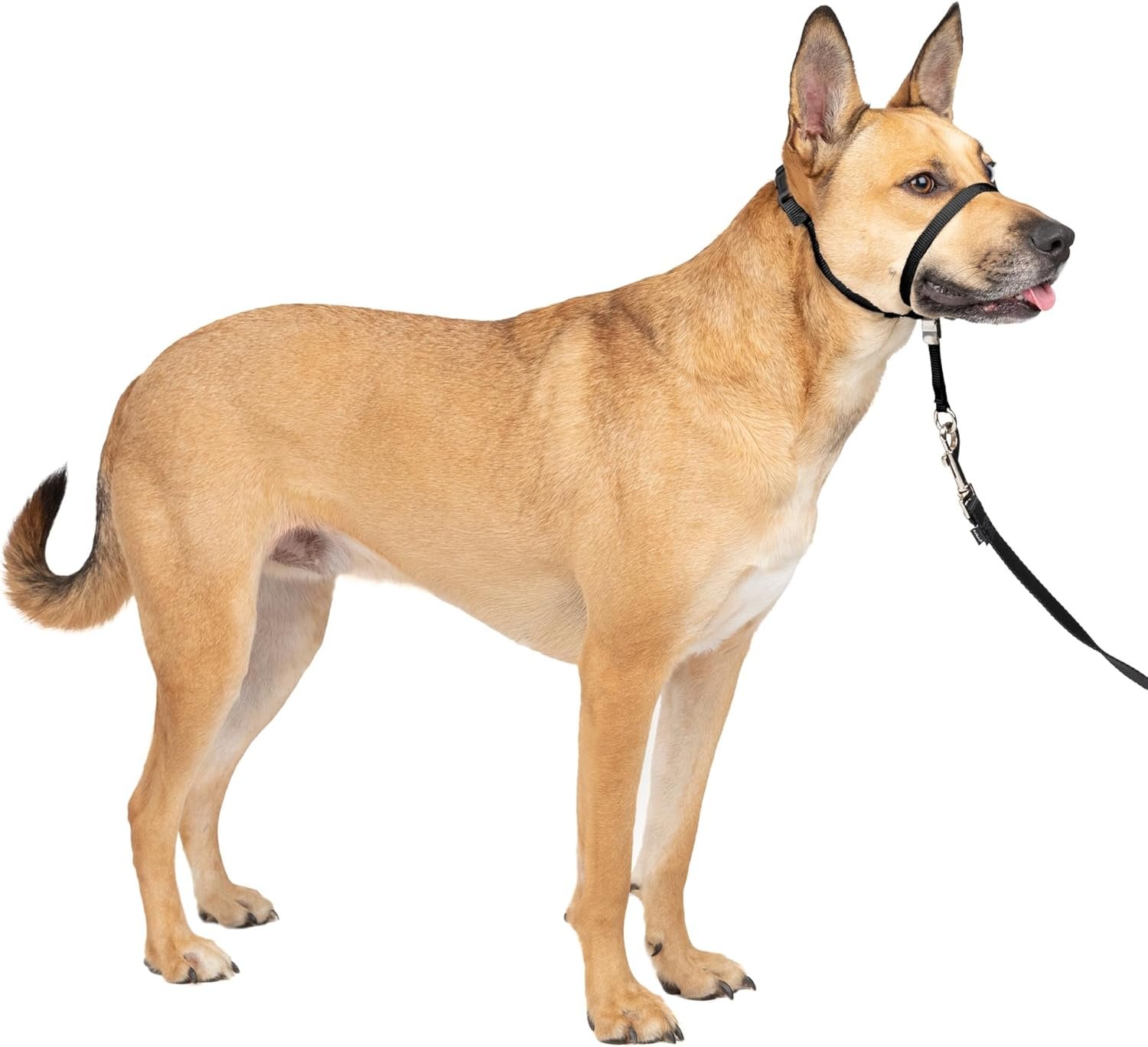 PetSafe Gentle Leader No Pull Dog Headcollar, Black, Medium | Veterinary Behaviorist-Designed No-Pull Headcollar Redirects Pulling Instinct, Padded Neoprene Nose Loop, Quick-Snap Fit