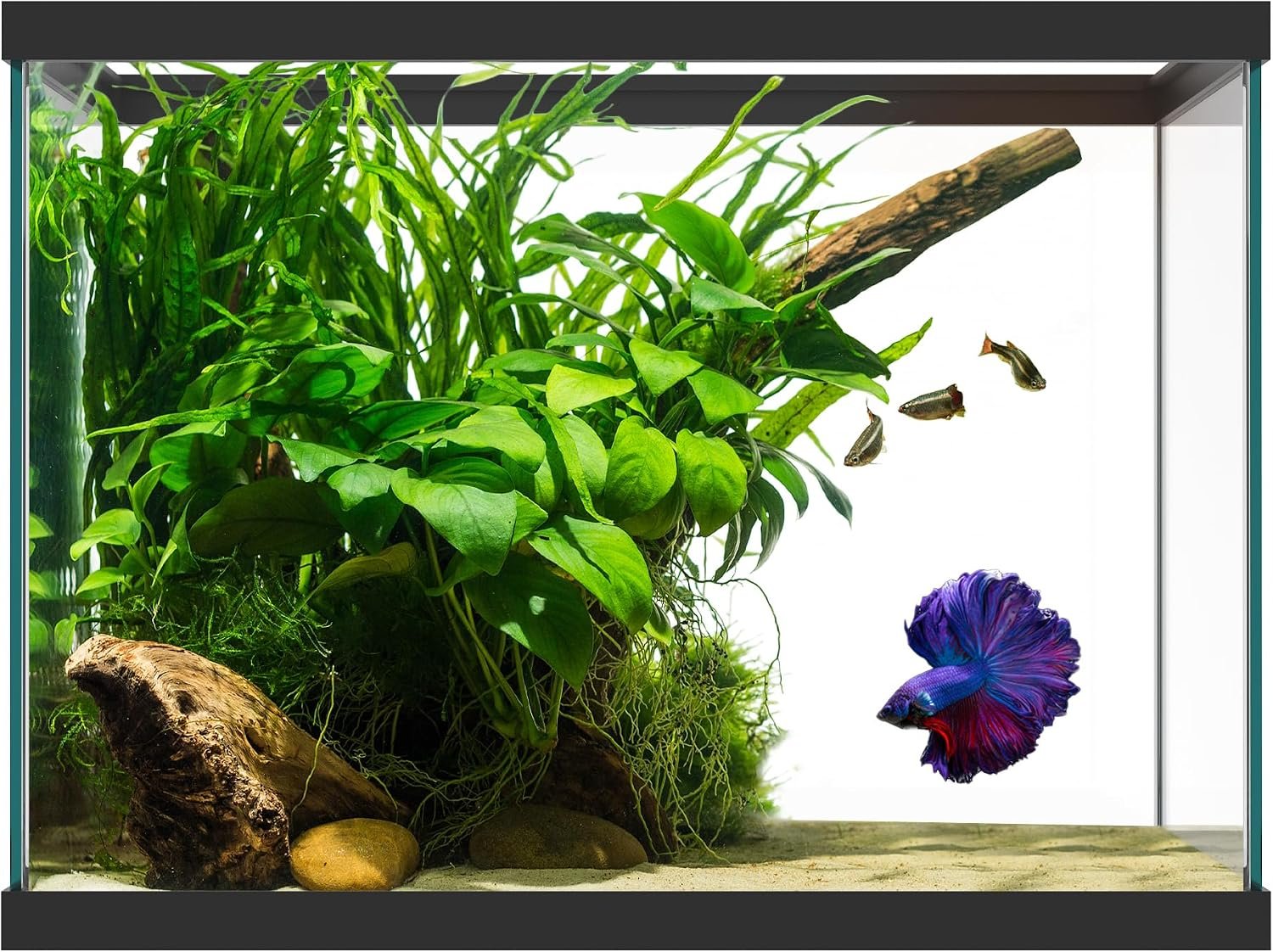 20 Gallon Glass Aquarium – 24 x 12.5 x 17.25 in – Large Clear Rectangular Rimmed Freshwater/Saltwater Fish Tank for Betta, Goldfish, Guppy, Shrimp for Home or Office Aquascaping