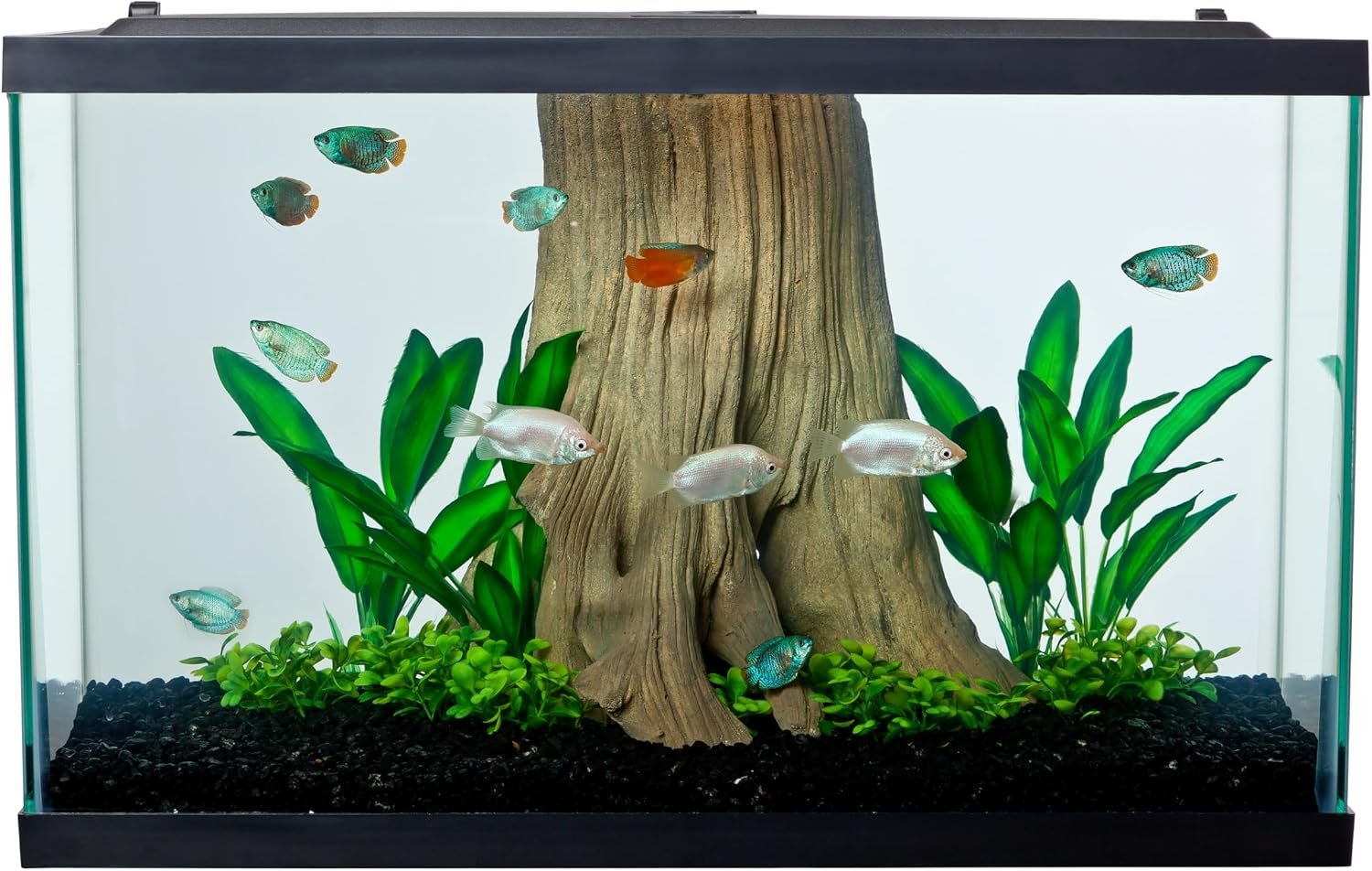 Tetra 29 Gallon Glass Aquarium, Rectangular Fish Tank | 30.19″W x 12.5″D x 18.5″H, Customize Tank With Tetra Filter, Lighting & Décor