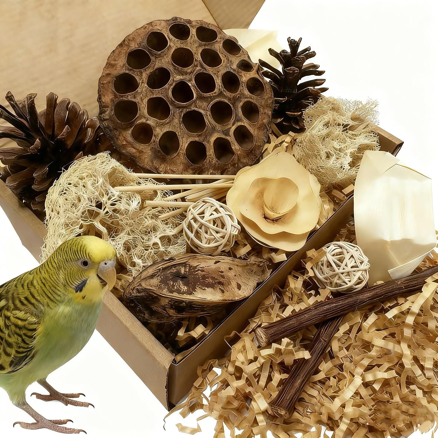 Bird Toys – Lotus Pod Foraging Box, 10 Natural Ingredients | Chewing and Shredding Parrot Toys | Ideal for Parakeets/Cockatiels/Conures/Lovebirds and Small to Medium Birds